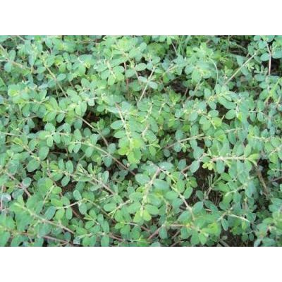 Euphorbia prostrata Aiton 