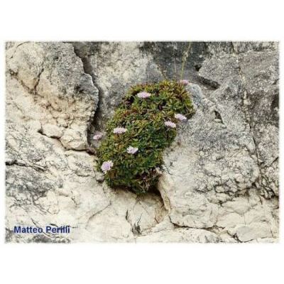 Lomelosia crenata (Cirillo) Greuter & Burdet 