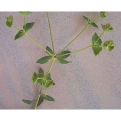 Euphorbia terracina L. 