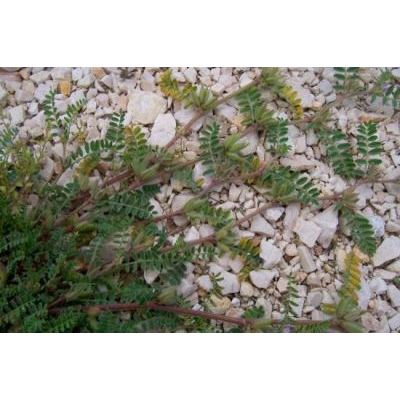 Astragalus sesameus L. 