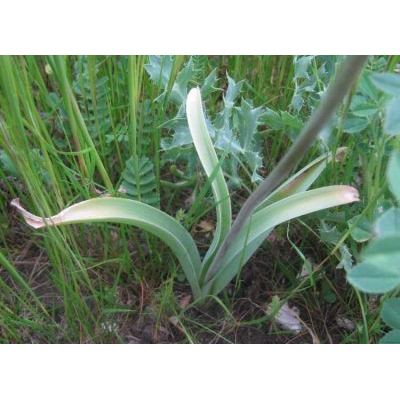 Allium cyrilli Ten. 