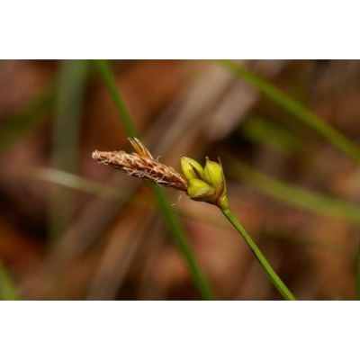 Carex hallerana Asso 