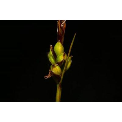 Carex hallerana Asso 