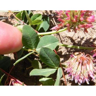 Trifolium bivonae Guss. 