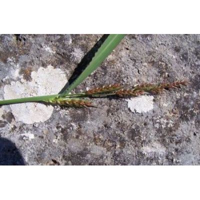 Echinochloa colonum (L.) Link 