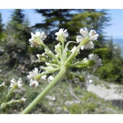 Siler montanum Crantz subsp. siculum (Spreng.) Iamonico, Bartolucci & F.Conti 