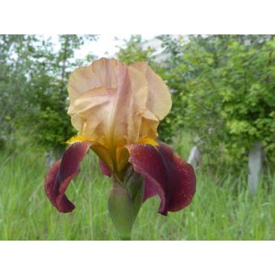 Iris squalens L. 