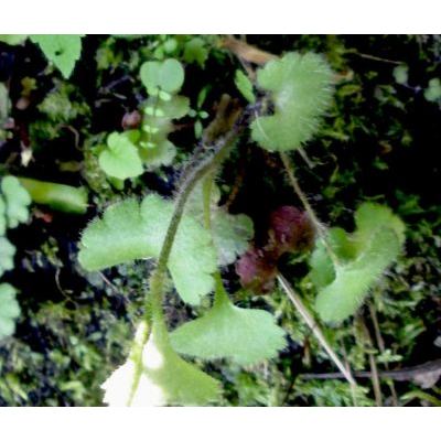 Saxifraga granulata L. subsp. granulata 