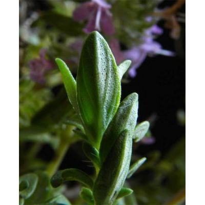 Thymus praecox Opiz subsp. praecox 