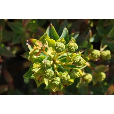 Euphorbia papillaris (Boiss.) Raffaelli & Ricceri 