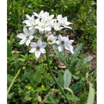 Allium trifoliatum Cirillo 