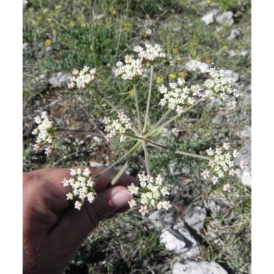 Siler montanum Crantz subsp. siculum (Spreng.) Iamonico, Bartolucci & F.Conti 