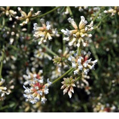 Dorycnium pentaphyllum subsp. germanicum (Gremli) Gams 