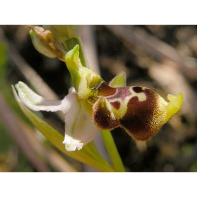 Ophrys conradiae Melki & Deschatres 