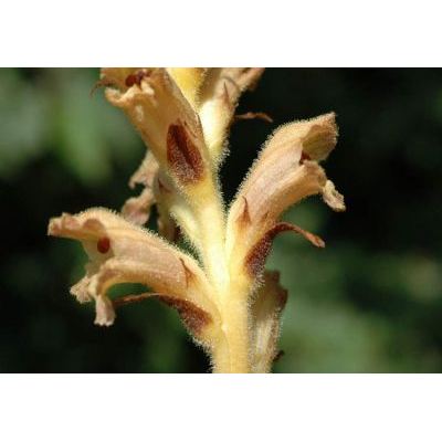 Orobanche teucrii Holandre 