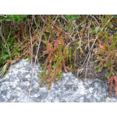 Selaginella helvetica (L.) Spring 