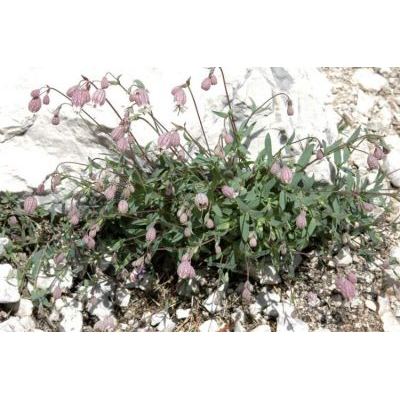 Silene vulgaris subsp. glareosa (Jord.) Marsden-Jones & Turrill 