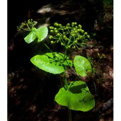 Smyrnium perfoliatum L. subsp. perfoliatum 
