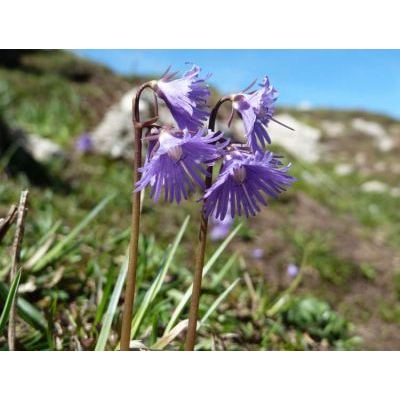 Soldanella alpina L. subsp. alpina 