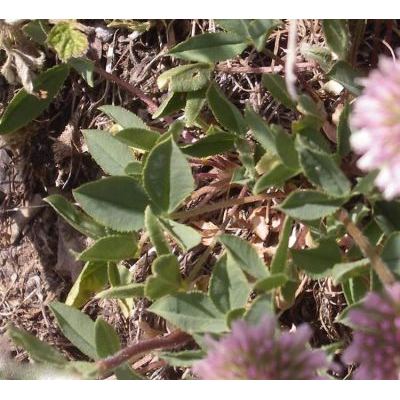 Trifolium montanum subsp. rupestre (Ten.) Nyman 