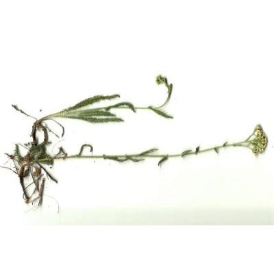 Achillea setacea Waldst. & Kit. subsp. setacea 