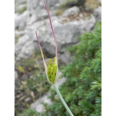 Allium nebrodense Guss. 