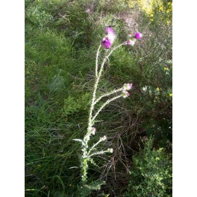 Carduus litigiosus Nocca & Balb. subsp. litigiosus 