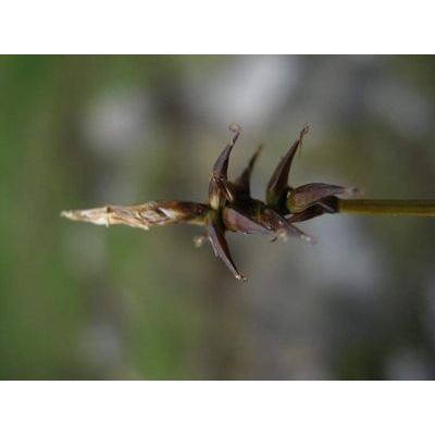 Carex pulicaris L. 