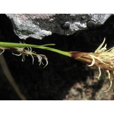 Carex sempervirens Vill. 