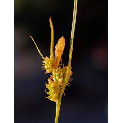 Carex viridula Michx. 
