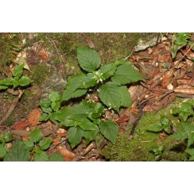 Circaea alpina L. subsp. alpina 