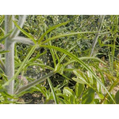 Delphinium pictum Willd. subsp. pictum 