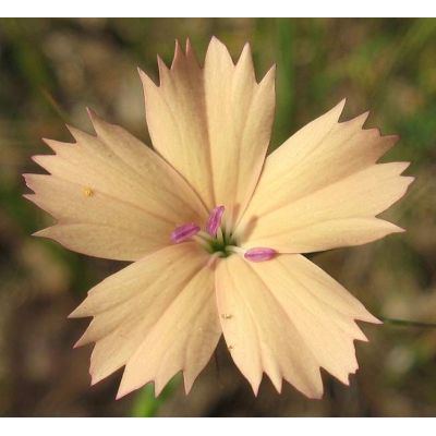Dianthus guliae Janka 