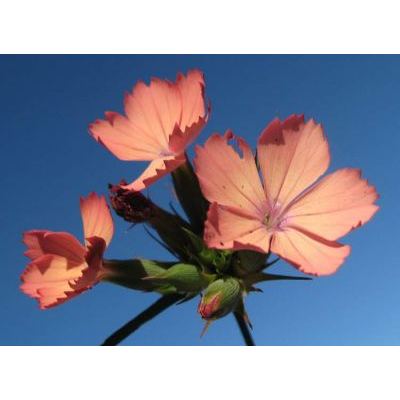 Dianthus guliae Janka 