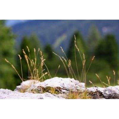 Festuca alpina Suter subsp. alpina 