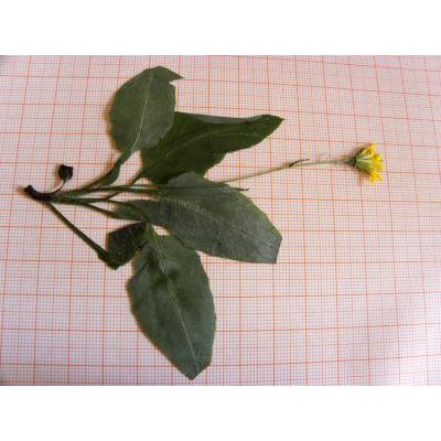 Hieracium cornuscalae Gottschl. 
