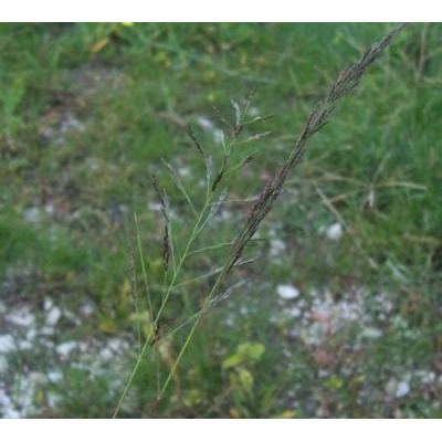Eragrostis pilosa (L.) P. Beauv. 