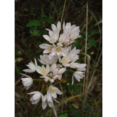 Allium roseum L. 