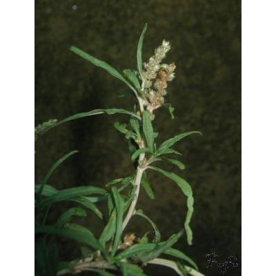 Amaranthus muricatus Gillies 