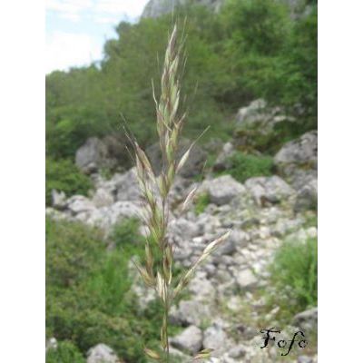 Arrhenatherum elatius subsp. bulbosum (Willd.) Schübl. & G. Martens 