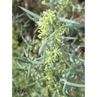 Asparagus horridus L. 