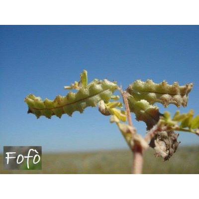 Astragalus pelecinus (L.) Barneby 