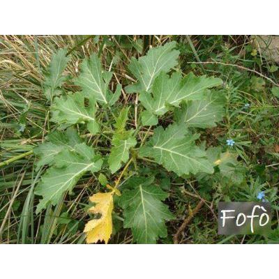 Brassica rupestris Raf. subsp. rupestris 