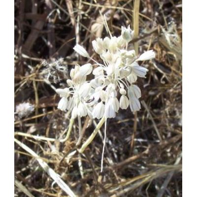 Allium pallens L. 