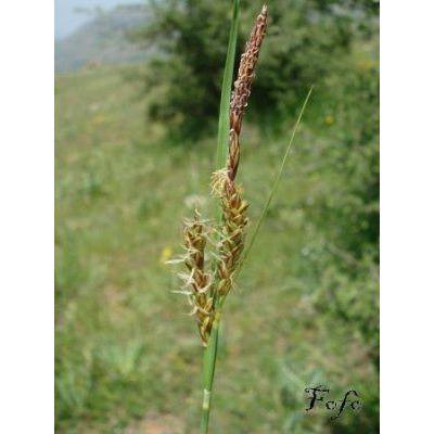 Carex flacca Schreb. subsp. erythrostachys (Hoppe) Holub 