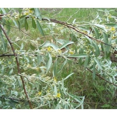 Elaeagnus angustifolia L. 