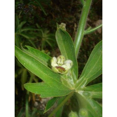 Delphinium staphysagria L. 