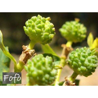 Euphorbia bivonae Steud. 