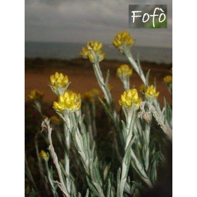 Helichrysum stoechas subsp. barrelieri (Ten.) Nyman 
