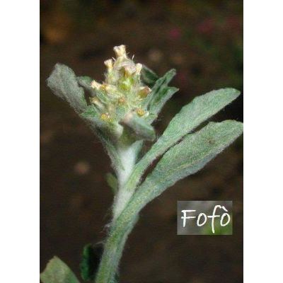 Helichrysum luteoalbum (L.) Rchb. 